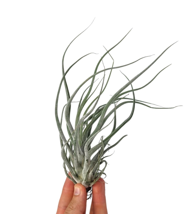 <h4>Tillandsia Ehlersiana</h4>