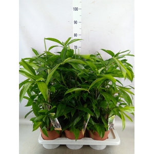 Dracaena surculosa
