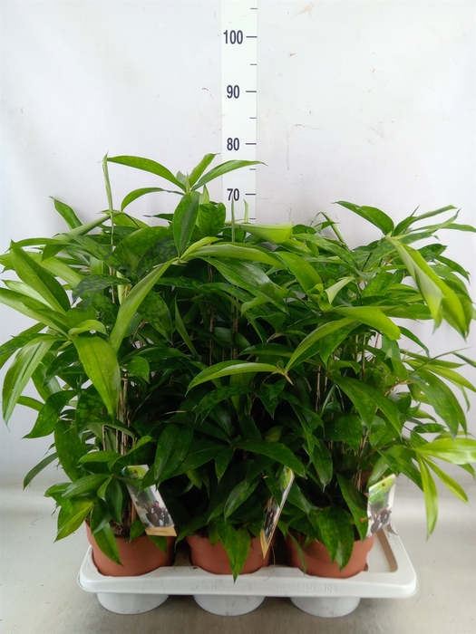 <h4>Dracaena surculosa</h4>