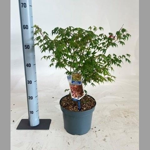 ACER PALMATUM