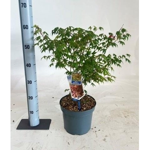 ACER PALMATUM