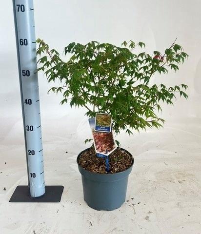 <h4>ACER PALMATUM</h4>