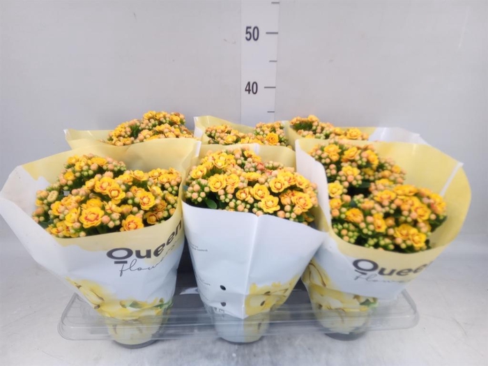 <h4>Kalanchoe  'MoreFlow Lausanne'</h4>