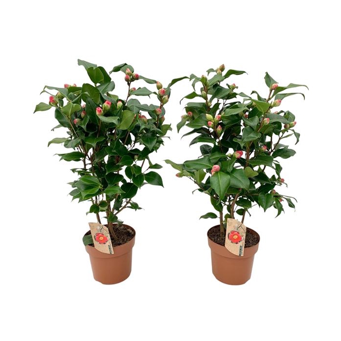 <h4>Camellia Dr King 20-25 knoppen</h4>