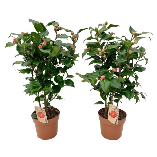 Camellia Dr King 20-25 knoppen