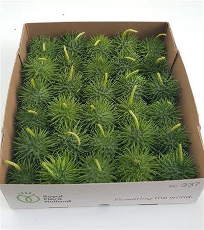 <h4>Cucumis Hirsutus</h4>