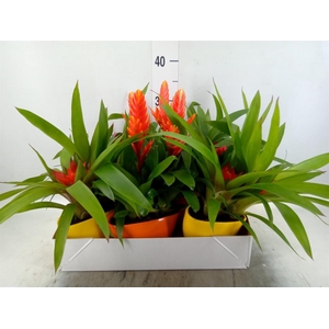 Arr.  Bromelia L%