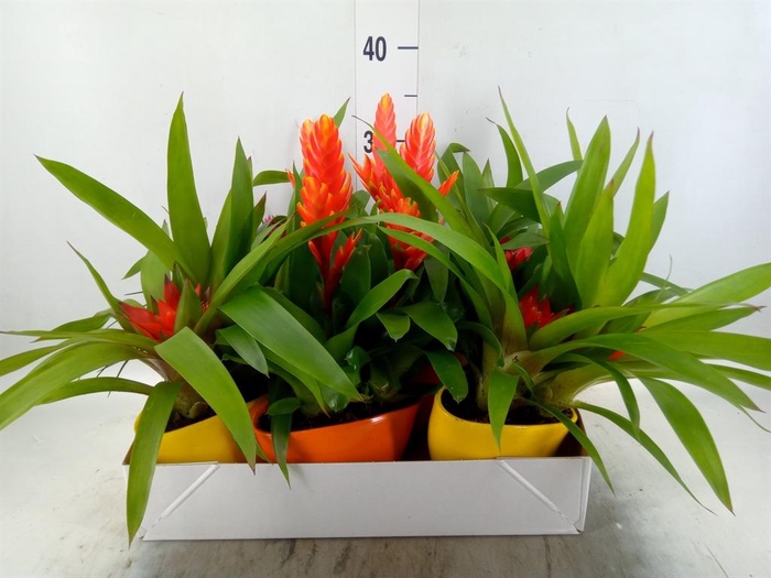 <h4>Arr.  Bromelia L%</h4>