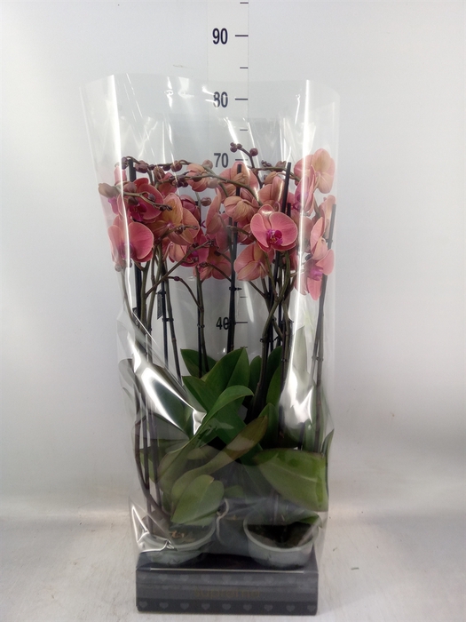 <h4>Phalaenopsis   ...orange</h4>