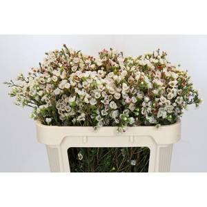 Chamelaucium Moonlight Delight