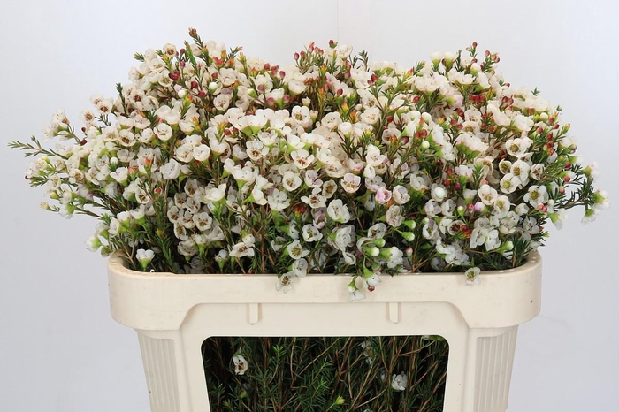 <h4>Chamelaucium Moonlight Delight</h4>