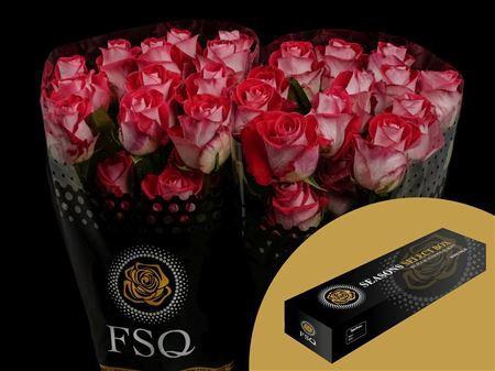 <h4>R Gr Bluez Box</h4>