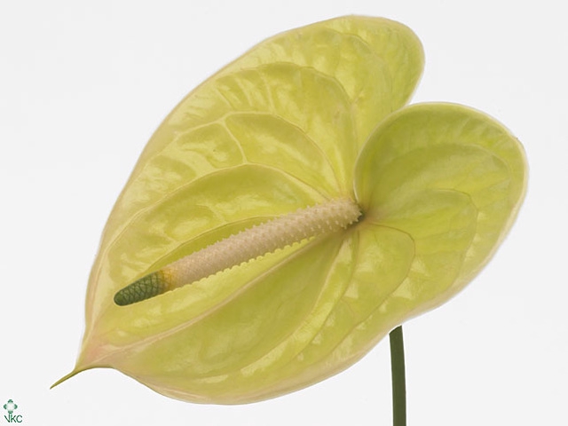 Anthurium Marysia