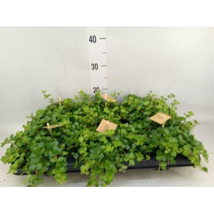 Peperomia rotundifolia