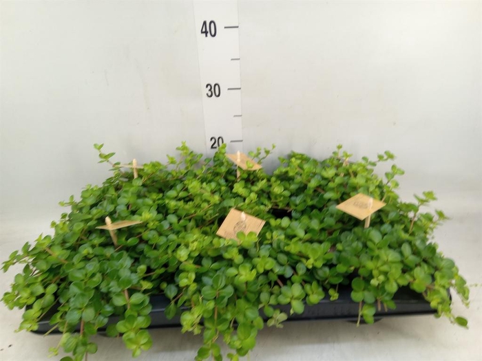 <h4>Peperomia rotundifolia</h4>