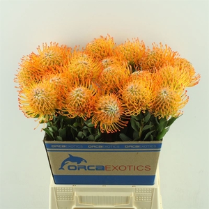 Leucospermum Ayoba Sun