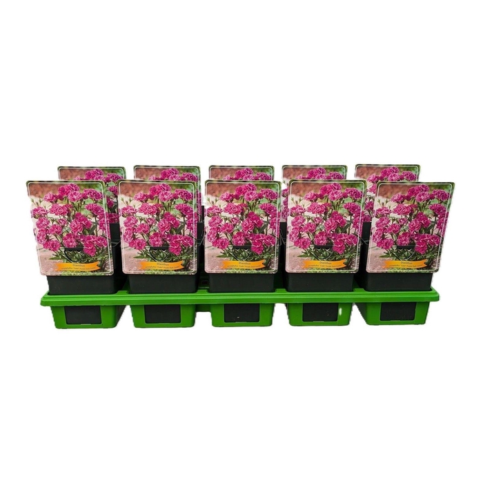 <h4>Dianthus caryophyllus Code ® 'Purple Dark Center' P11</h4>