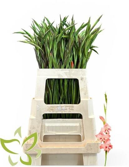 <h4>GLAD N NATHALIE</h4>