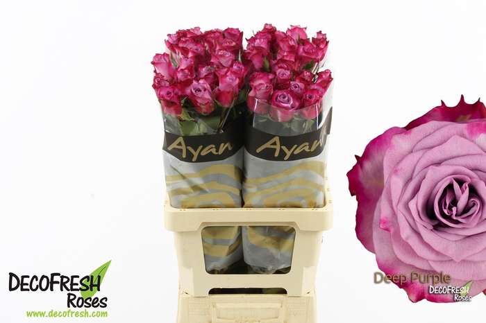 <h4>R Gr Deep purple</h4>