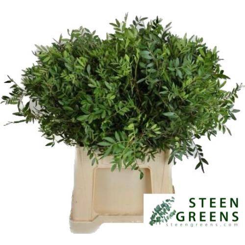<h4>Pista Ov Blad</h4>