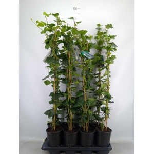 Hedera hibernica