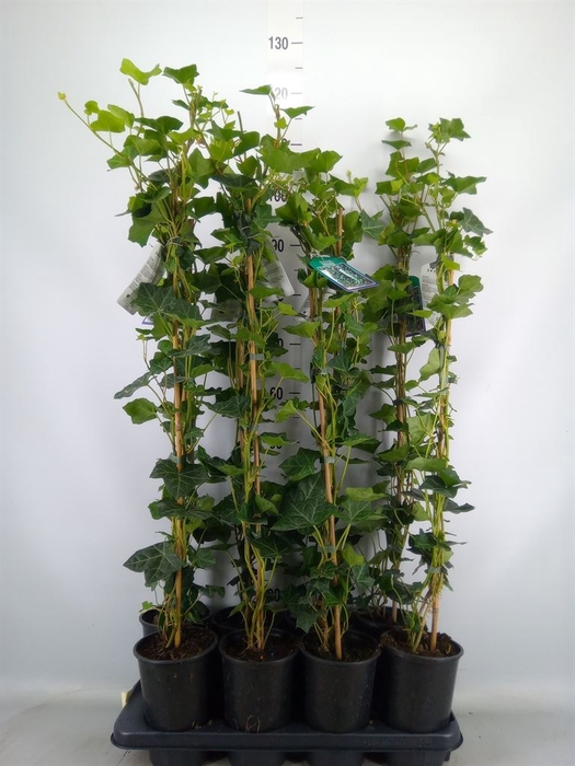 <h4>Hedera hibernica</h4>