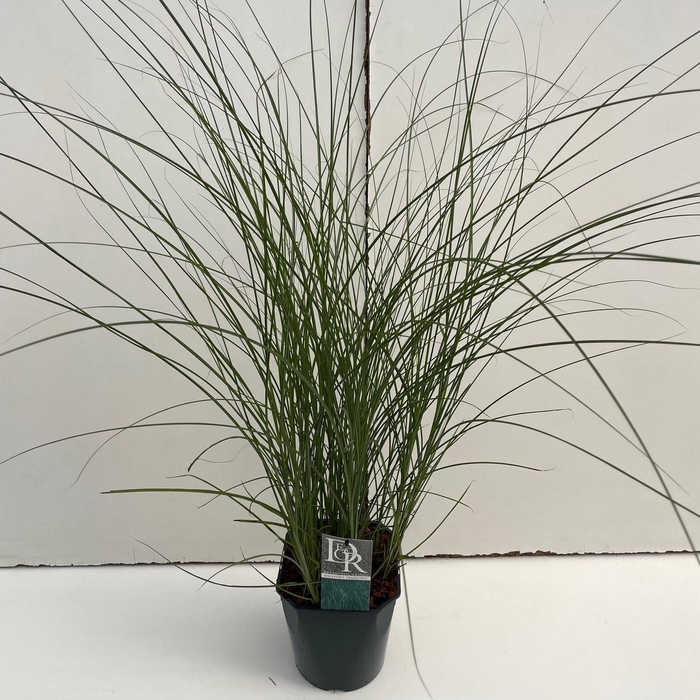 <h4>Graminées Miscanthus 'Gracillimus'</h4>
