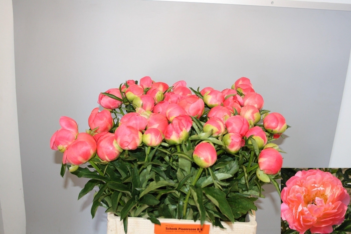 <h4>PAEO  CORAL CHARM</h4>