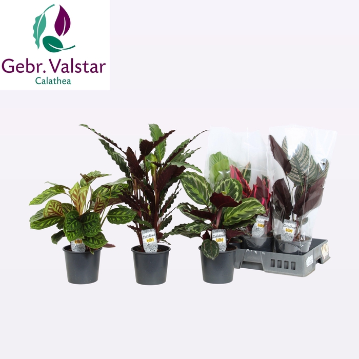 <h4>CALAT GEM 5 SRT</h4>