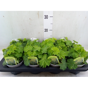 Alchemilla mollis