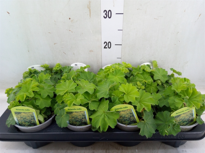 <h4>Alchemilla mollis</h4>