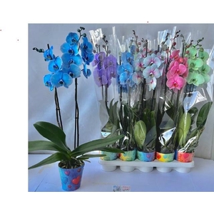 PHAL PAINTED MIX 2 TAK