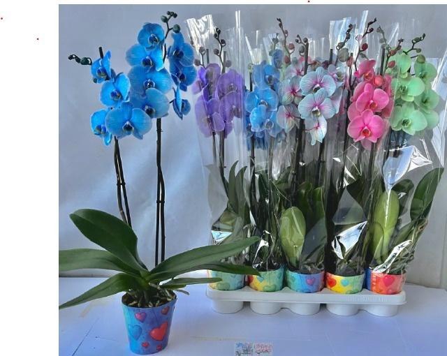 <h4>PHAL PAINTED MIX 2 TAK</h4>