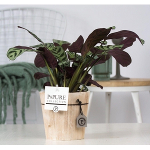 Ctenanthe Burle Marxii Hout