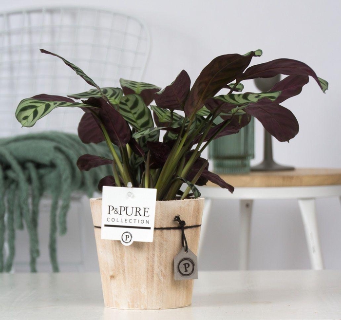 <h4>Ctenanthe Burle Marxii Hout</h4>