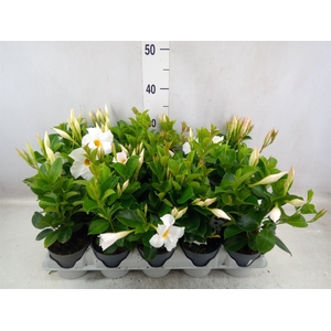 Mandevilla  'Sundavil White'