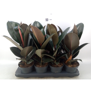 Ficus elastica 'Abidjan'