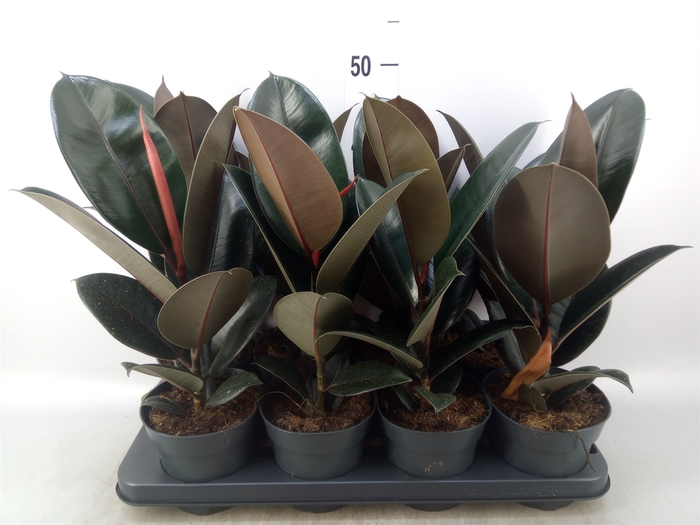 <h4>Ficus elastica 'Abidjan'</h4>