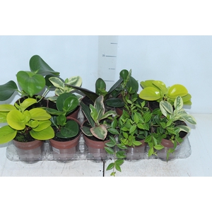 PEPEROMIA VARIADO P12