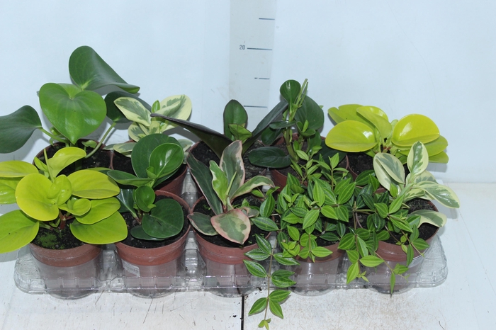 <h4>PEPEROMIA VARIADO P12</h4>
