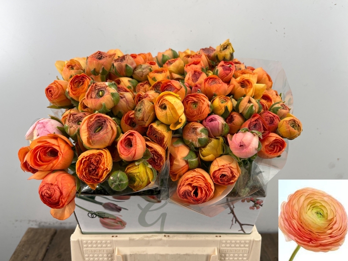 <h4>RAN EL SALMON</h4>