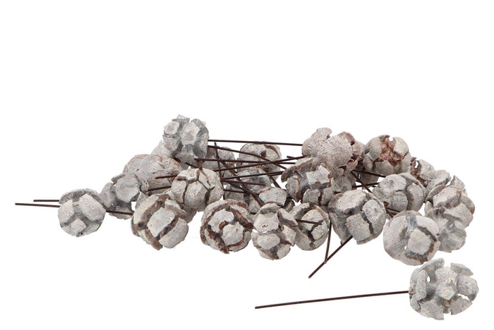 Pick Nature Cypresse Stone White O/dr P/100