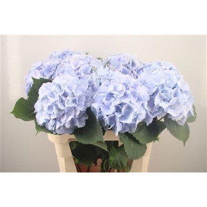 Hydr M Verena Pale Blue