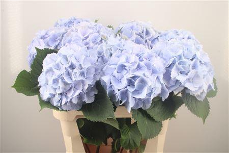 <h4>Hydr M Verena Pale Blue</h4>