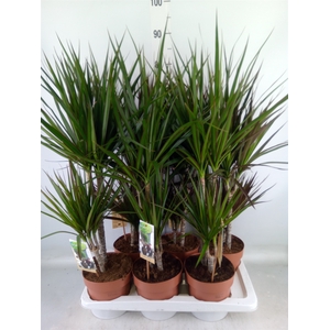 Dracaena   ...mix
