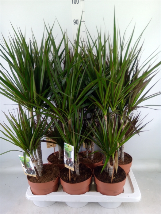 <h4>Dracaena   ...mix</h4>