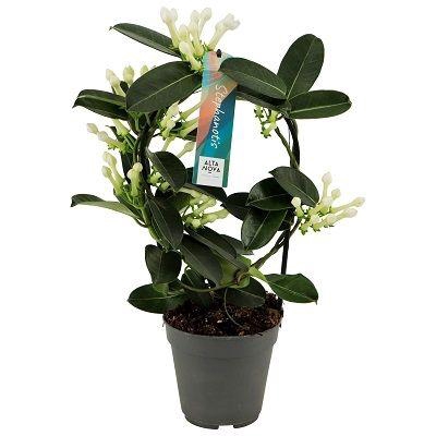 <h4>Stephanotis boog 7-8 tros p12</h4>