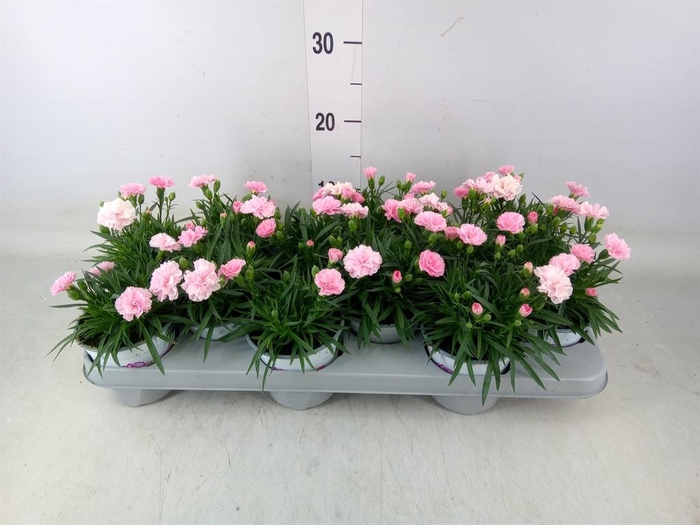<h4>Dianthus  'I Love U'</h4>