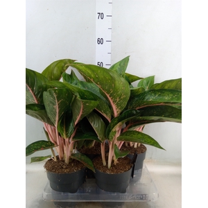 Aglaonema   ...