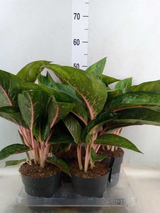 <h4>Aglaonema   ...</h4>